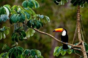 Grand Tour Brasile - Amazzonia la rotta delle emozioni