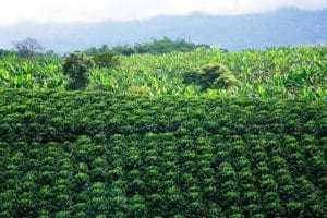 Tour Aroma di Caffe e Caraibi - Triangolo del Caffe la rotta delle emozioni
