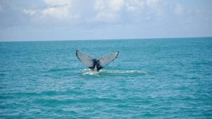 Tour Brasile del Sud - Baleias em Florianopolis la rotta delle emozioni