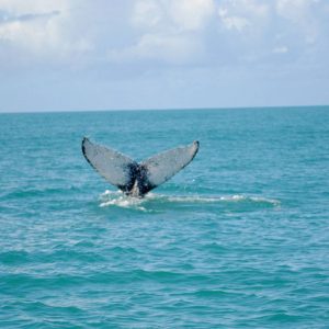 Tour Brasile del Sud - Baleias em Florianopolis la rotta delle emozioni