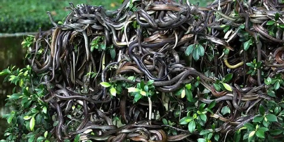 Queimada Grande, l'isola dei serpenti la rotta delle emozioni