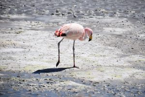 bolivia a-flamingo bolivia la rotta delle emozioni