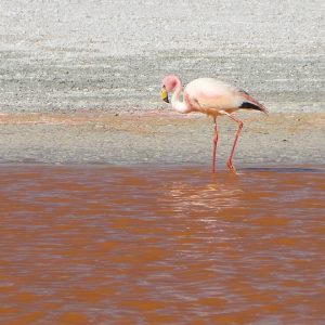 bolivia b-flamingo la rotta delle emozioni