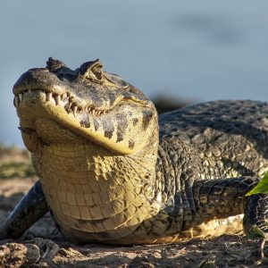 la rotta delle emozioni