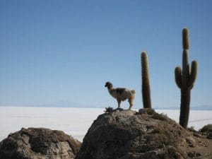 la rotta delle emozioni bolivia